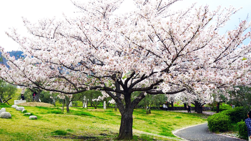 shodoshima2