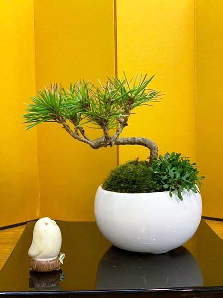 令和から始めた新しい趣味！ 生きた芸術「BONSAI」の楽しみ方 | 株式